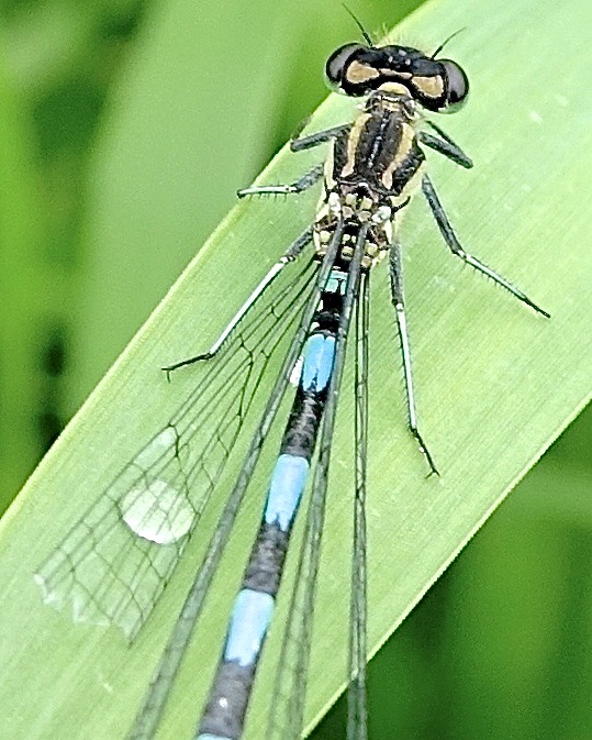 variable damselfly